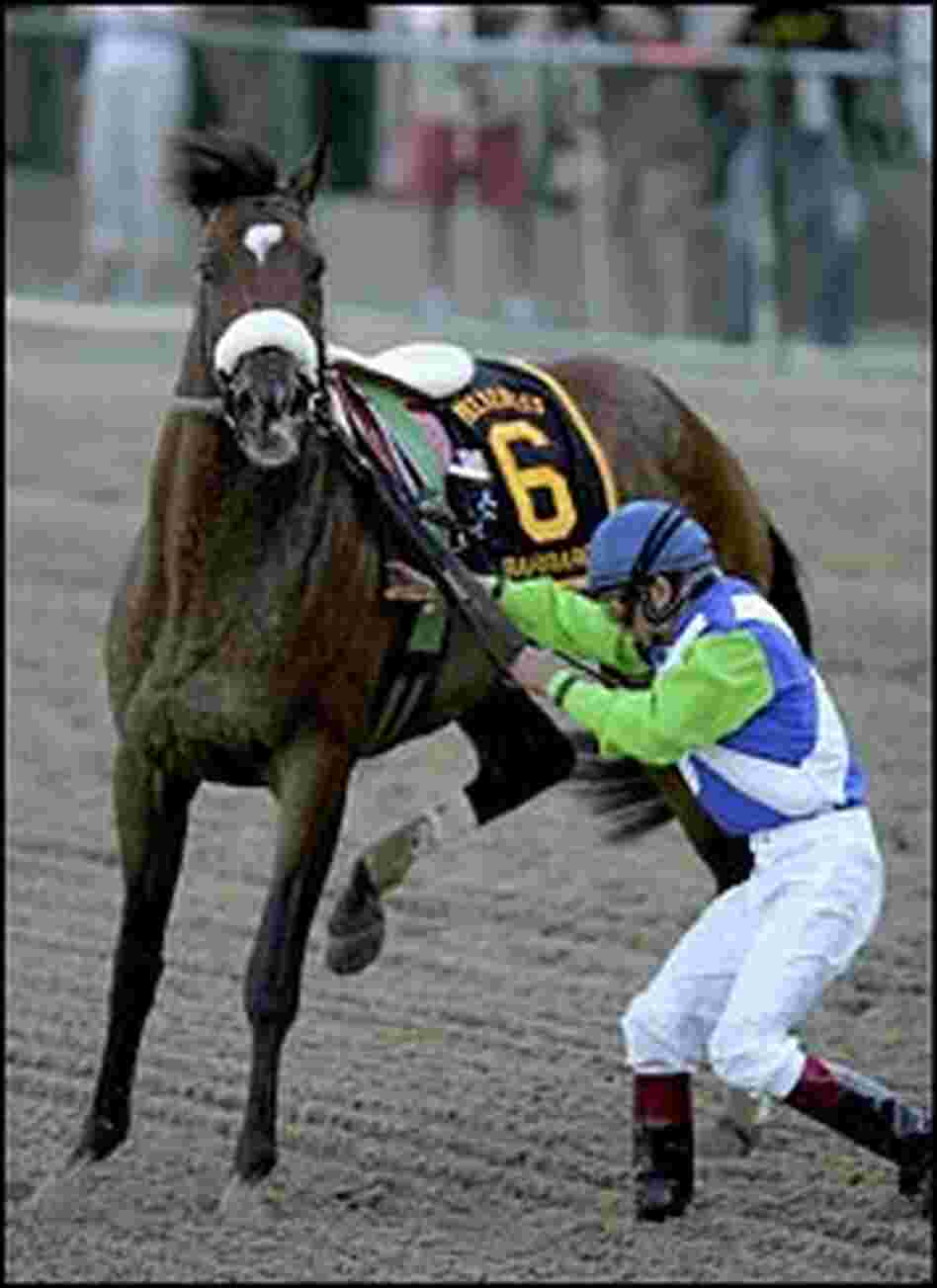 Jockey Edgar Prado tries to control Barbaro after pulling up.
