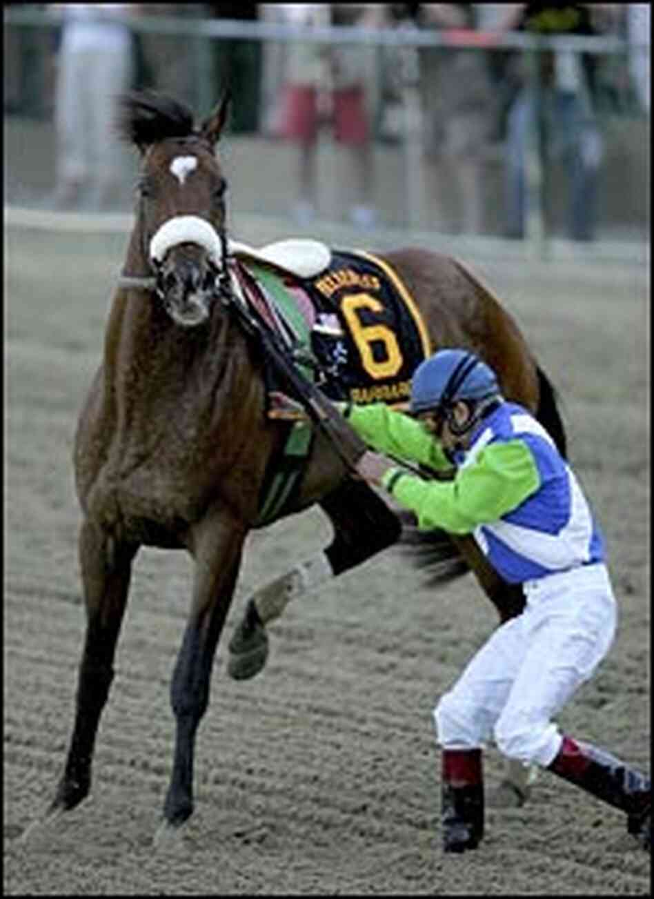 Jockey Edgar Prado tries to control Barbaro after pulling up.