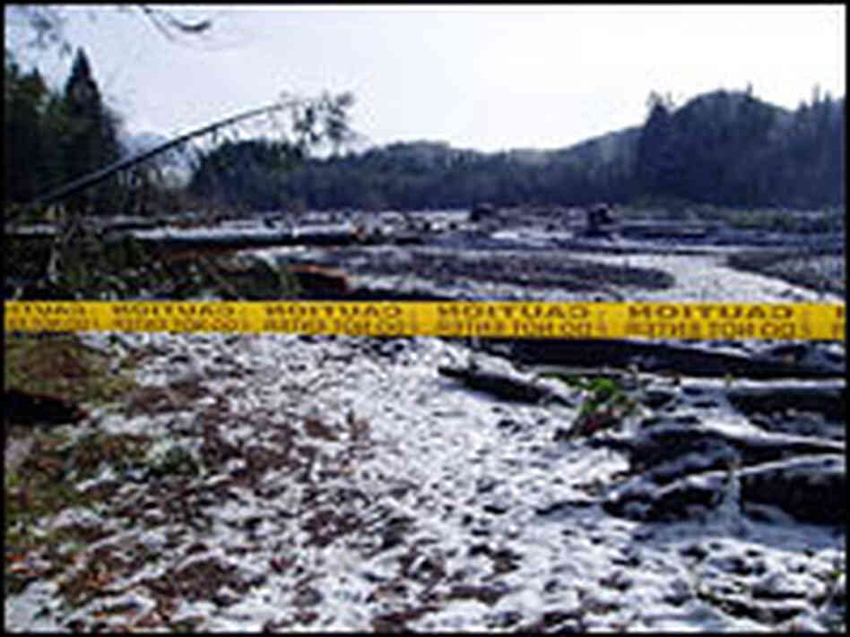 The Nisqually River channel