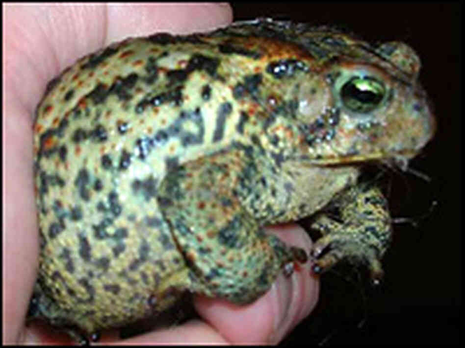An innocuous toad -- just don't hold it for too long. An innocuous toad -- just don't hold it for too long.