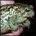 Dog Who Sucked on Toads, Credit: Mirsch Family