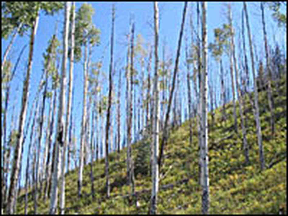 A dying stand of aspens near the Vail Ski Resort
