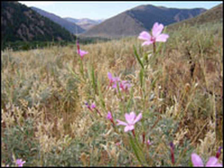 hillsides in Blaine County, Idaho hillsides in Blaine County, Idaho