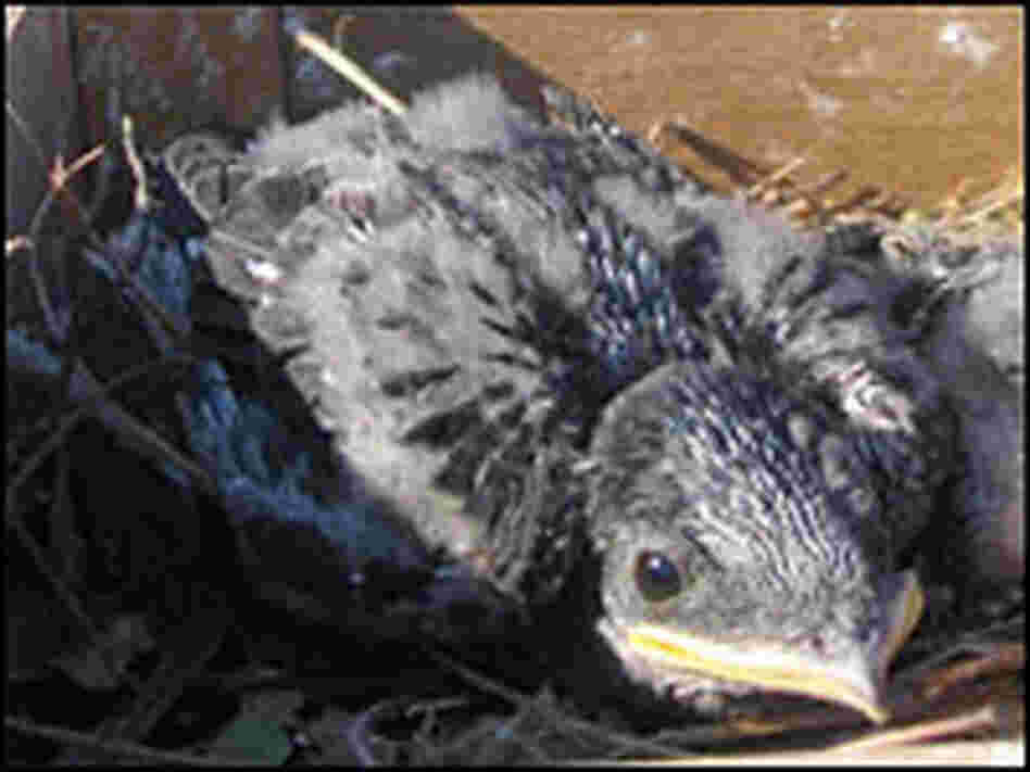 A purple martin nestling sits in a human-made nest in Chicago's Park District.