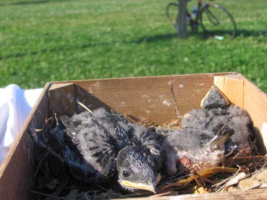 A purple martin nestling sits in a human-made nest in Chicago's Park District.