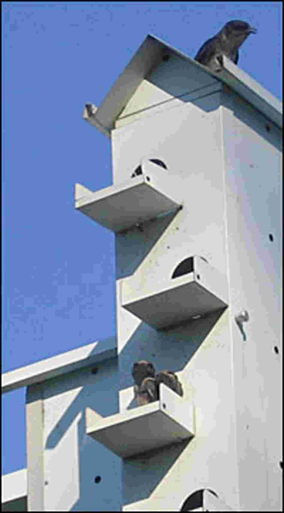 Purple martin fledglings perch on the edge of their bird "apartment" while a parent bird keeps watch Purple martin fledglings perch on the edge of their bird "apartment" while a parent bird keeps watch