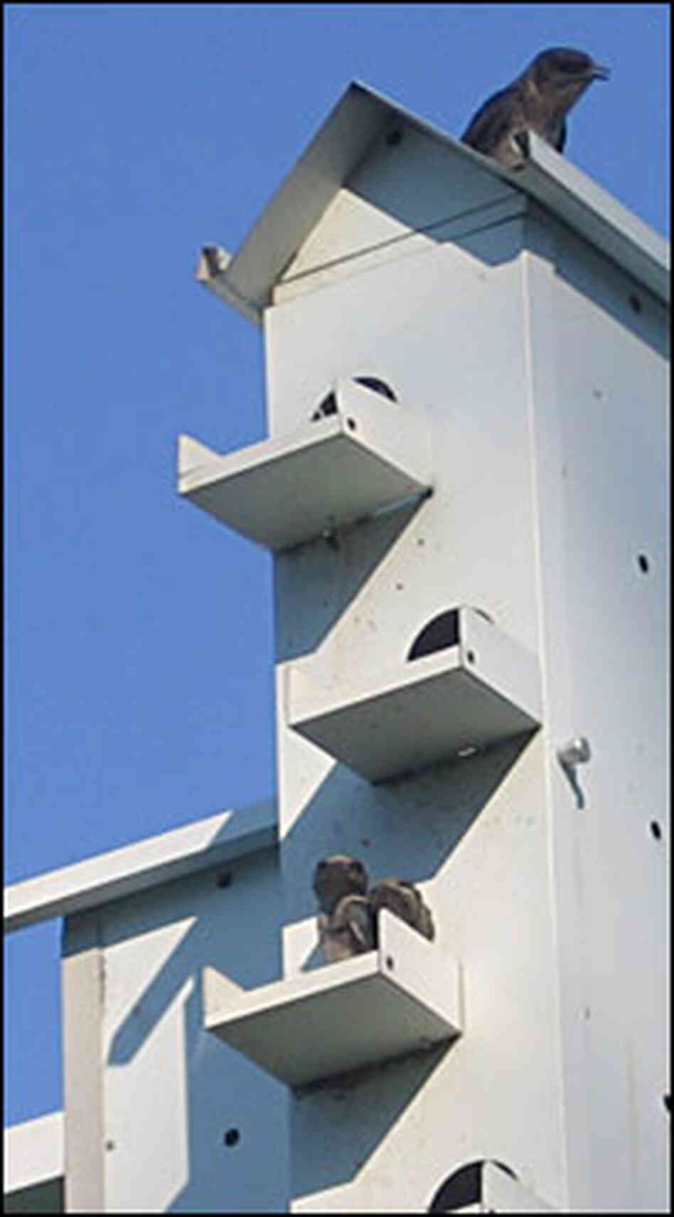 Purple martin fledglings perch on the edge of their bird "apartment" while a parent bird keeps watch Purple martin fledglings perch on the edge of their bird "apartment" while a parent bird keeps watch