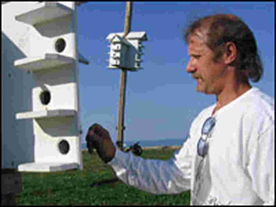 Volunteer purple martin “landlord” Gary Thatcher checks on the birds' nests. Volunteer purple martin “landlord” Gary Thatcher checks on the birds' nests.