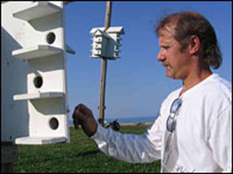 Volunteer purple martin “landlord” Gary Thatcher checks on the birds' nests. Volunteer purple martin “landlord” Gary Thatcher checks on the birds' nests.
