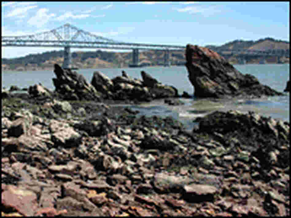 The Richmond San Rafael Bridge is just north of the