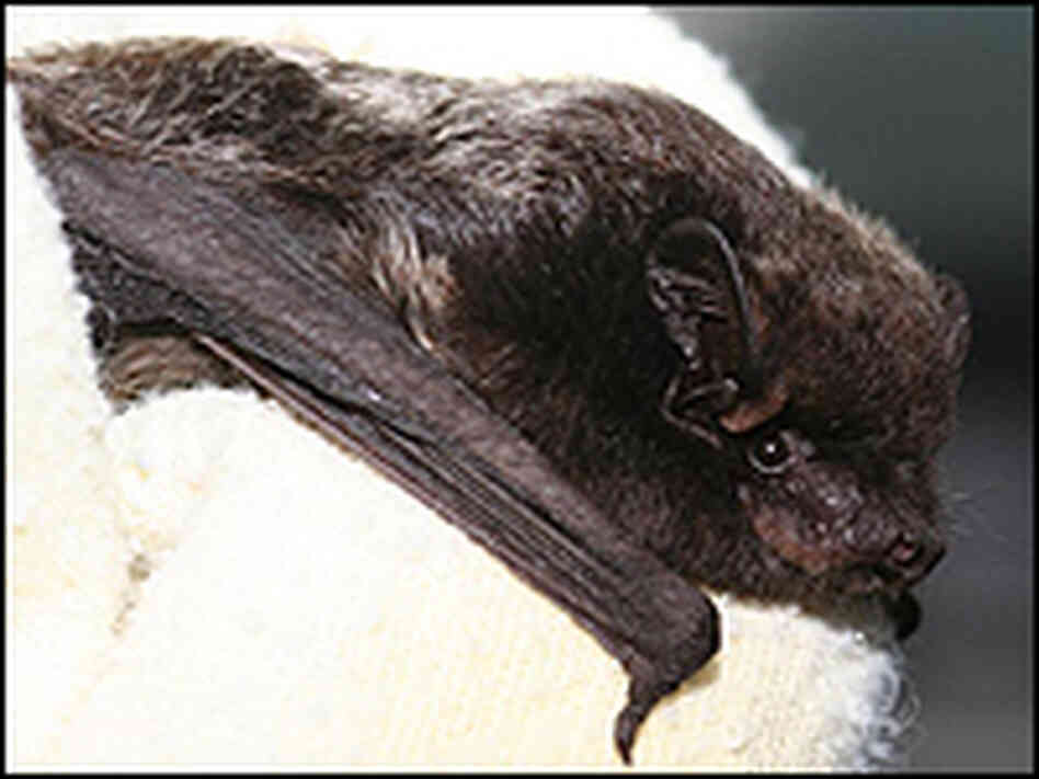Bat Winters in D.C., to Delight of Urban Dwellers NPR