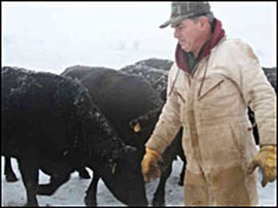 Missouri rancher Bob Bricker feeds his cattle hay during an ice storm. Missouri rancher Bob Bricker feeds his cattle hay during an ice storm.