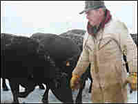 Missouri rancher Bob Bricker feeds his cattle hay during an ice storm. Missouri rancher Bob Bricker feeds his cattle hay during an ice storm.
