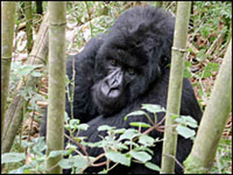 Nyarusizi, a one-handed rare mountain gorilla/AP.