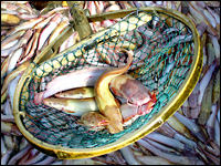 fish_200.jpg
