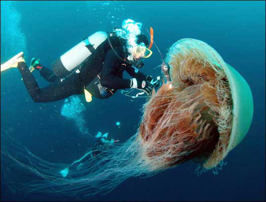 sis touched jelly fish scared andmy step mom goiung hurt sis touched jelly fish scared andmy step mom goiung hurt