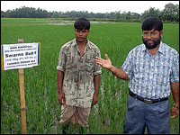 Dr. Mazid stands in modified rice field.