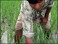 A farmer tends to a rice field.