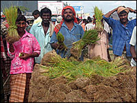 Men selling rice seedling