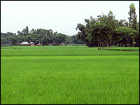 A bright green rice field in Bangladesh.