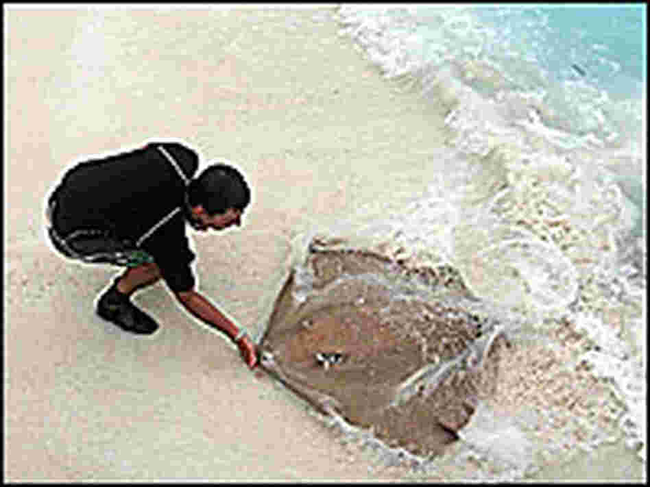 Hand fed stingrays