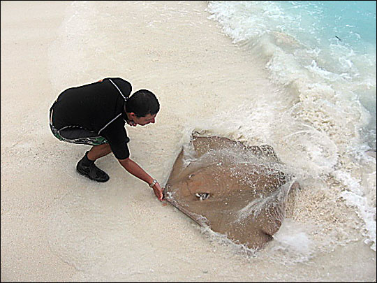 Hand fed stingrays