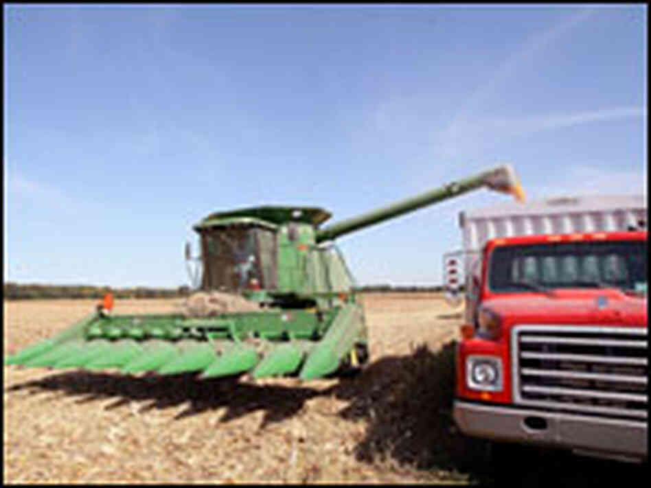 A farmer harvests a corn crop A farmer harvests a corn crop