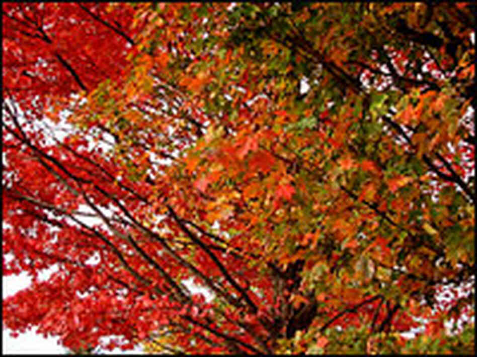 Colorful Maple leaves
