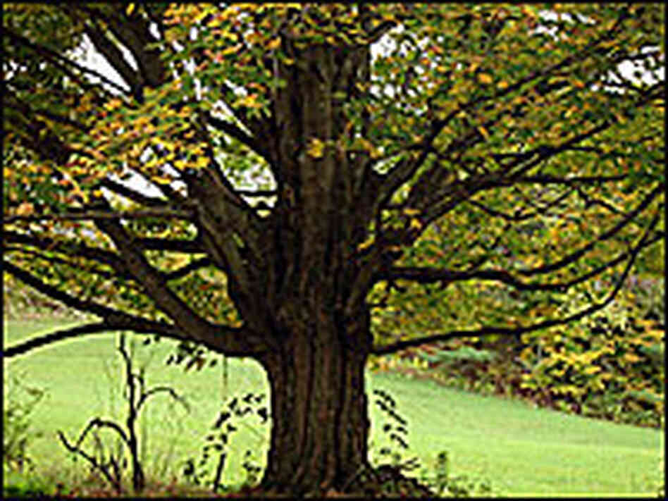 Maple tree