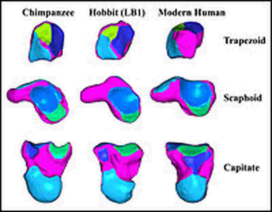 A color image comparing the bones of humans, the 'hobbit' and a chimpanzee