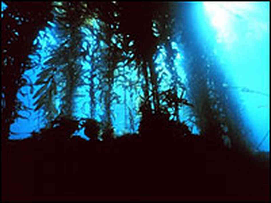 Kelp Forests
