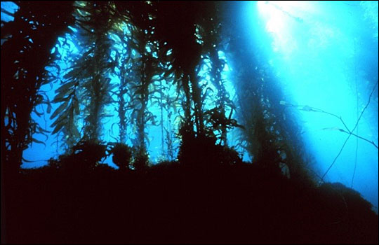 Kelp Forests