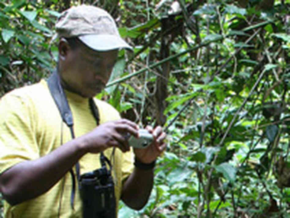 Researcher Jean Robert conducts gorilla nest counts in the Republic of Congo.