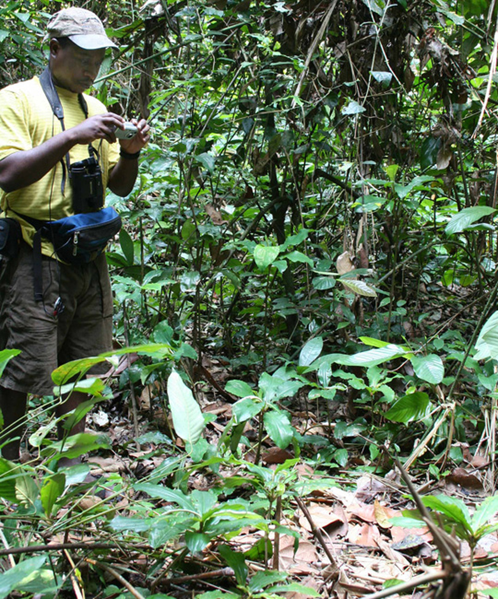 Researcher Jean Robert conducts gorilla nest counts in the Republic of Congo.