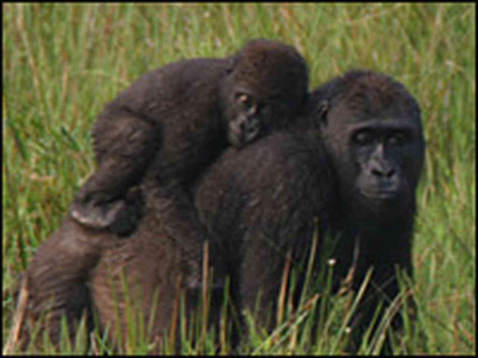 A group of western lowland gorillas in the Republic of Congo.