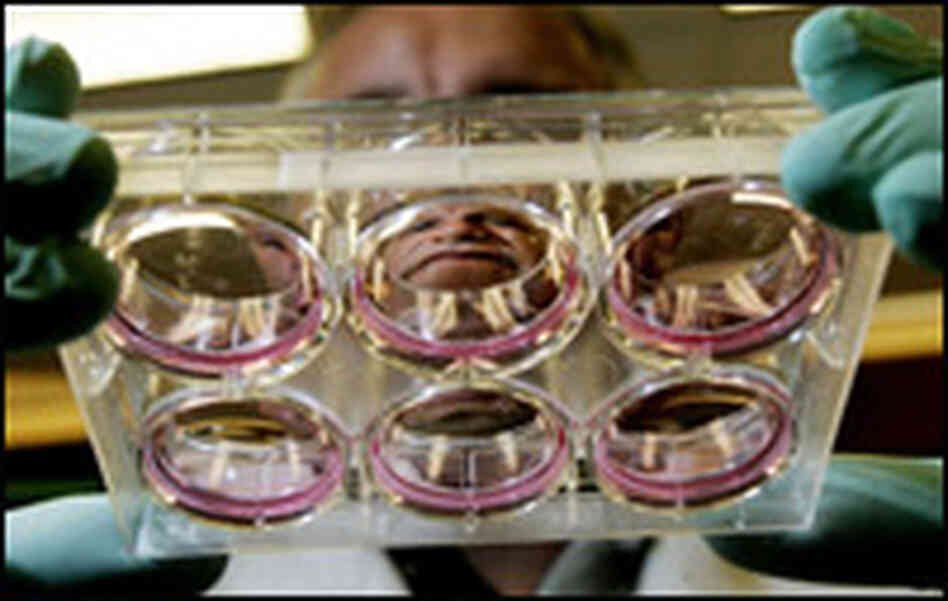 Stem-cell scientists Stem-cell scientists