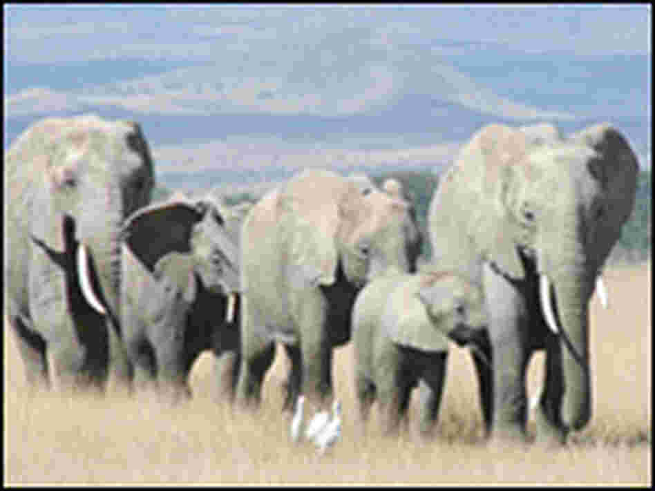 An adult female elephant, her adult daughter and their calves in a natural free-range population.