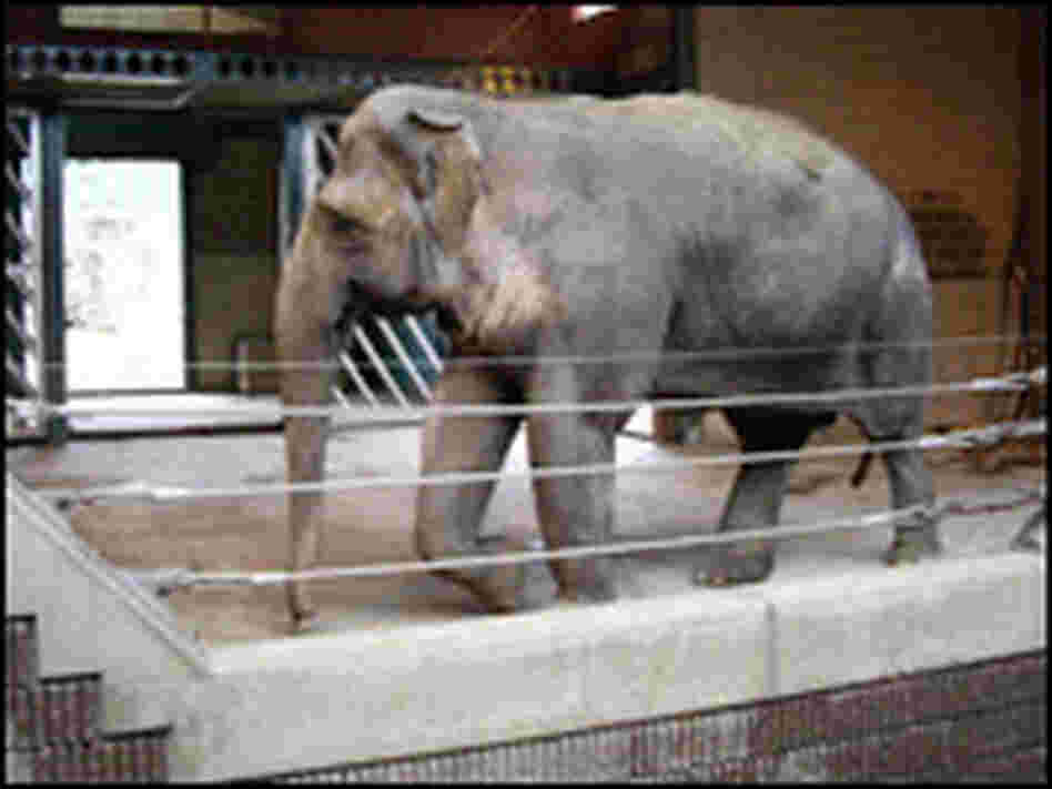 An Asian elephant in a European zoo.