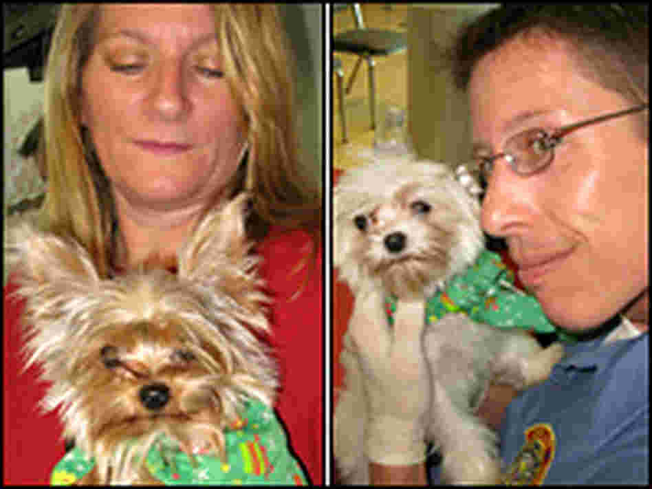 Los Angeles animal welfare workers hold a miniature Yorkshire terrier and a miniature Maltese. Los Angeles animal welfare workers hold a miniature Yorkshire terrier and a miniature Maltese.