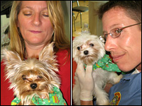 Los Angeles animal welfare workers hold a miniature Yorkshire terrier and a miniature Maltese.