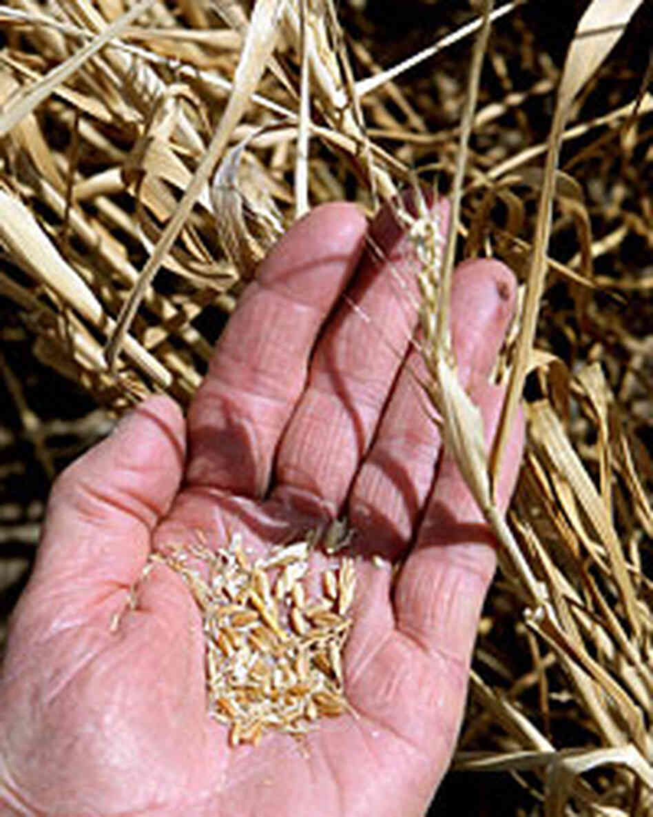 Wheat has become such a hot commodity that it has been stolen by the truckload in western Kansas. Wheat has become such a hot commodity that it has been stolen by the truckload in western Kansas.