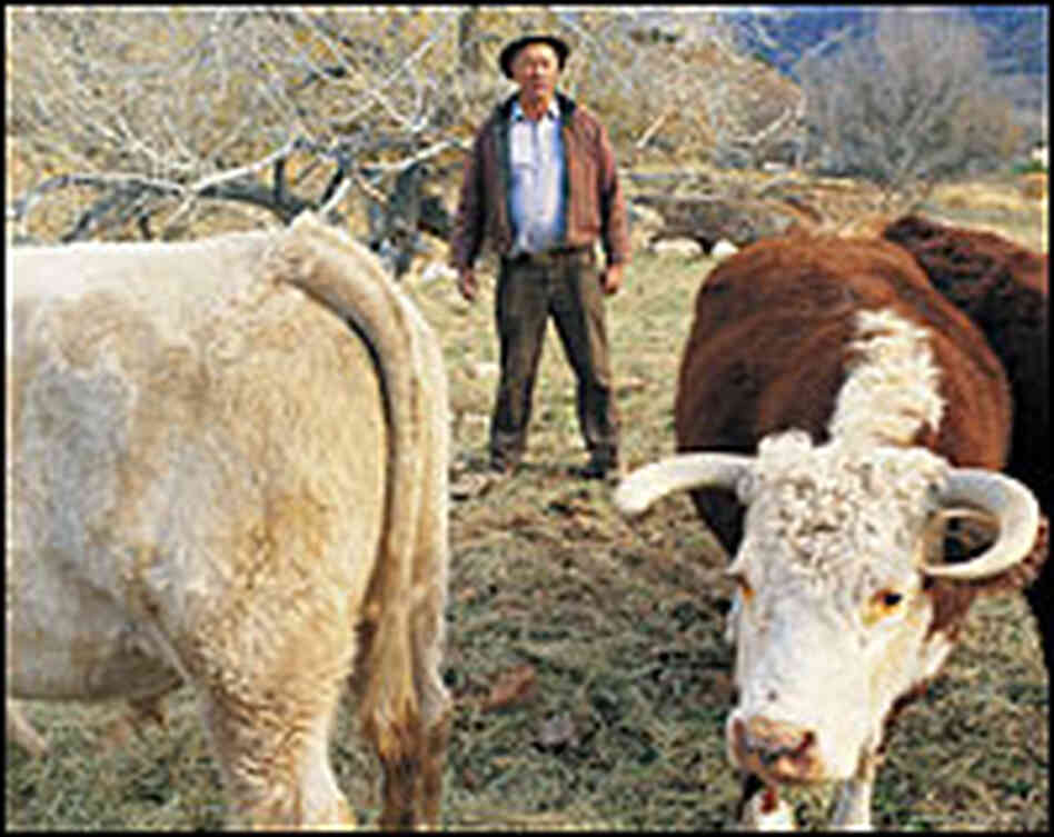 Garland Hirschi and his cows