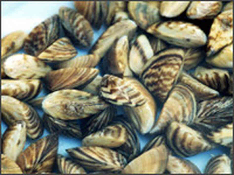 Zebra mussels Zebra mussels