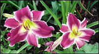 variables.usNews.image[1].caption.$text
