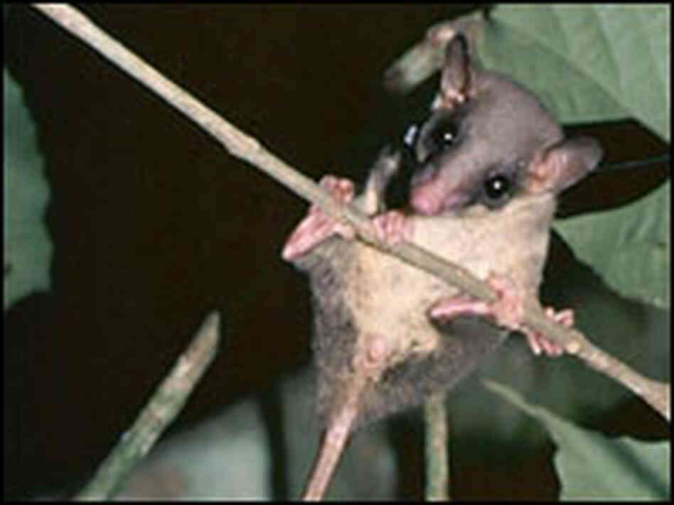 Pentail tree shrew with a radio collar.