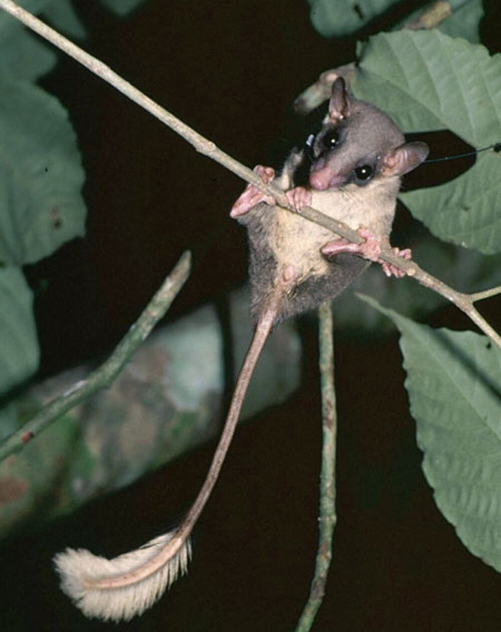 Pentail tree shrew with a radio collar.