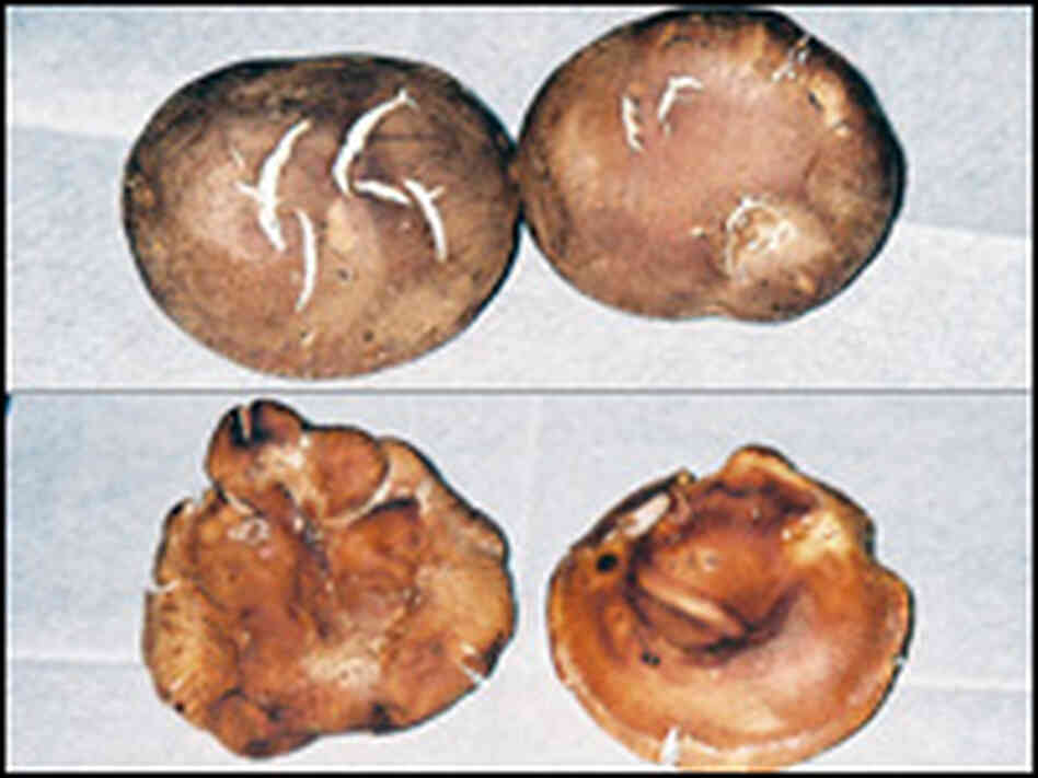 Which mushrooms were grown in California, and which came from China? Click the photo for the answer.