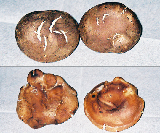 Which mushrooms were grown in California, and which came from China? Click the photo for the answer.