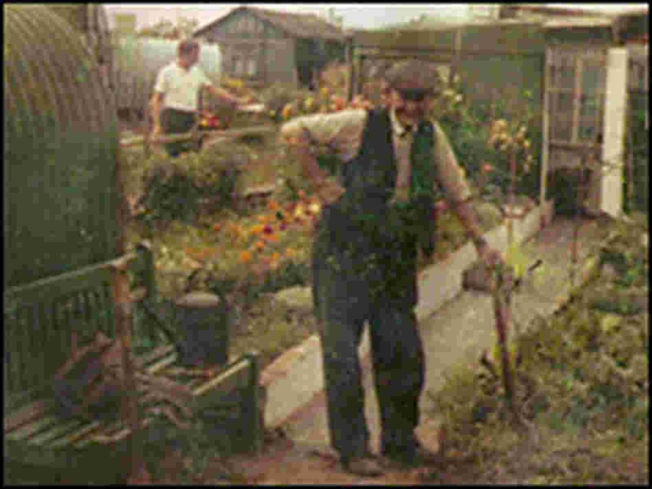A Manor Garden Allotment plot owner, circa 1970.