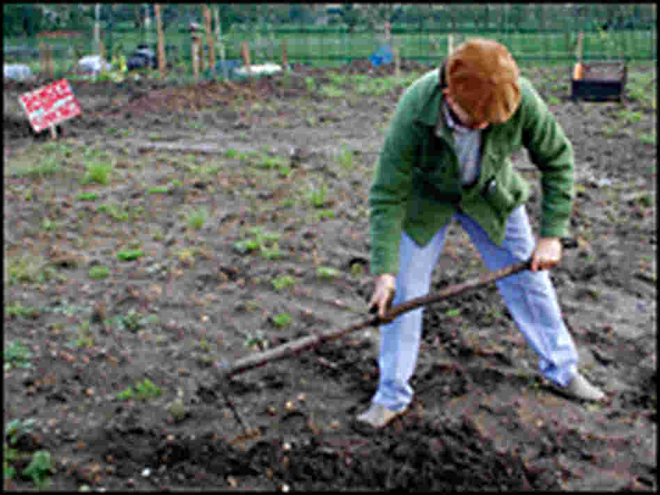Sam Clark, chef and Manor Garden allotment holder.